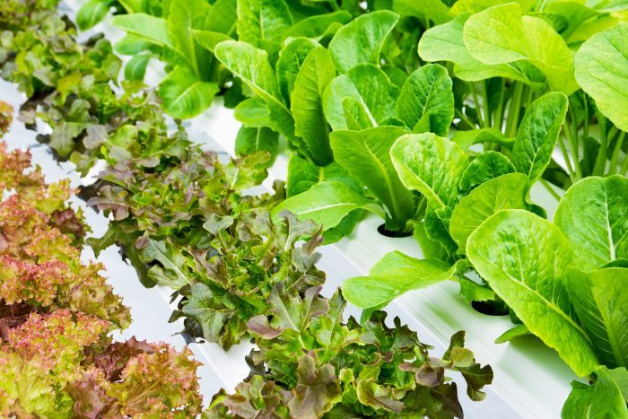 The Best Hydroponic Garden Kits