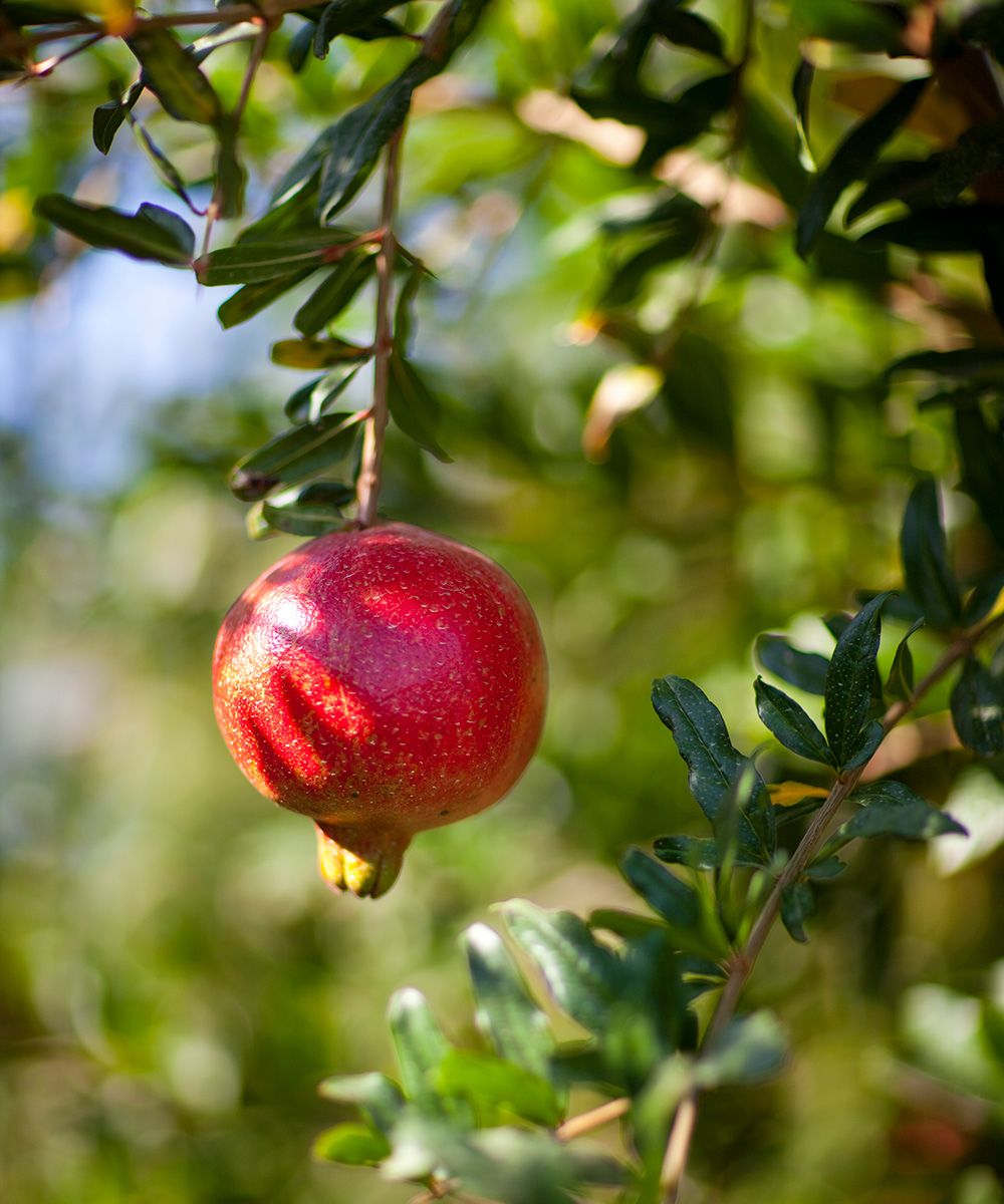 How to create a low-allergen garden –Hay fever garden ideas