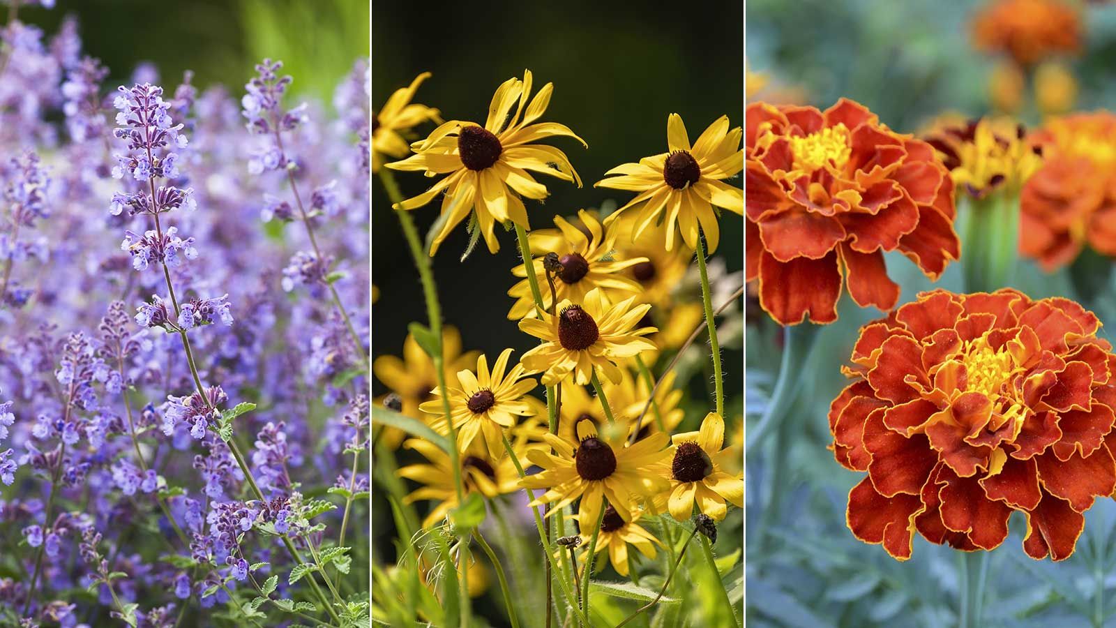 Best plants for beginners: 10 easy-care choices