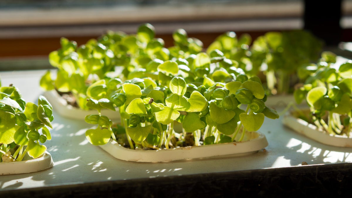 Hydroponic Garden Tips for an Indoor Herb Garden