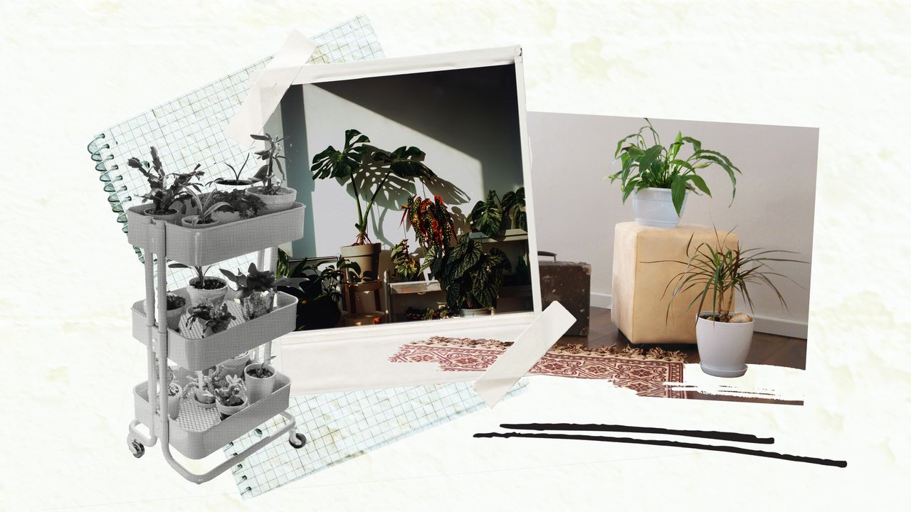 Indoor Gardening: A Beginner’s Guide