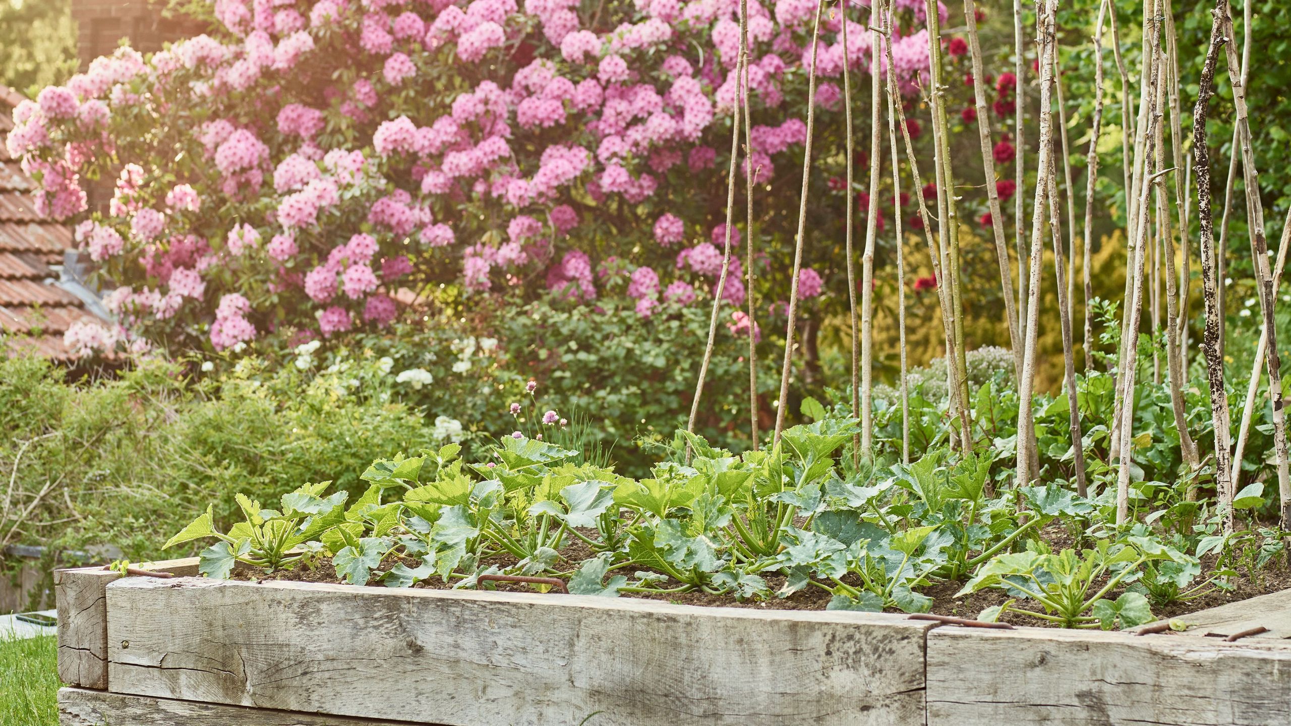 How to grow courgettes vertically – a simple step-by-step