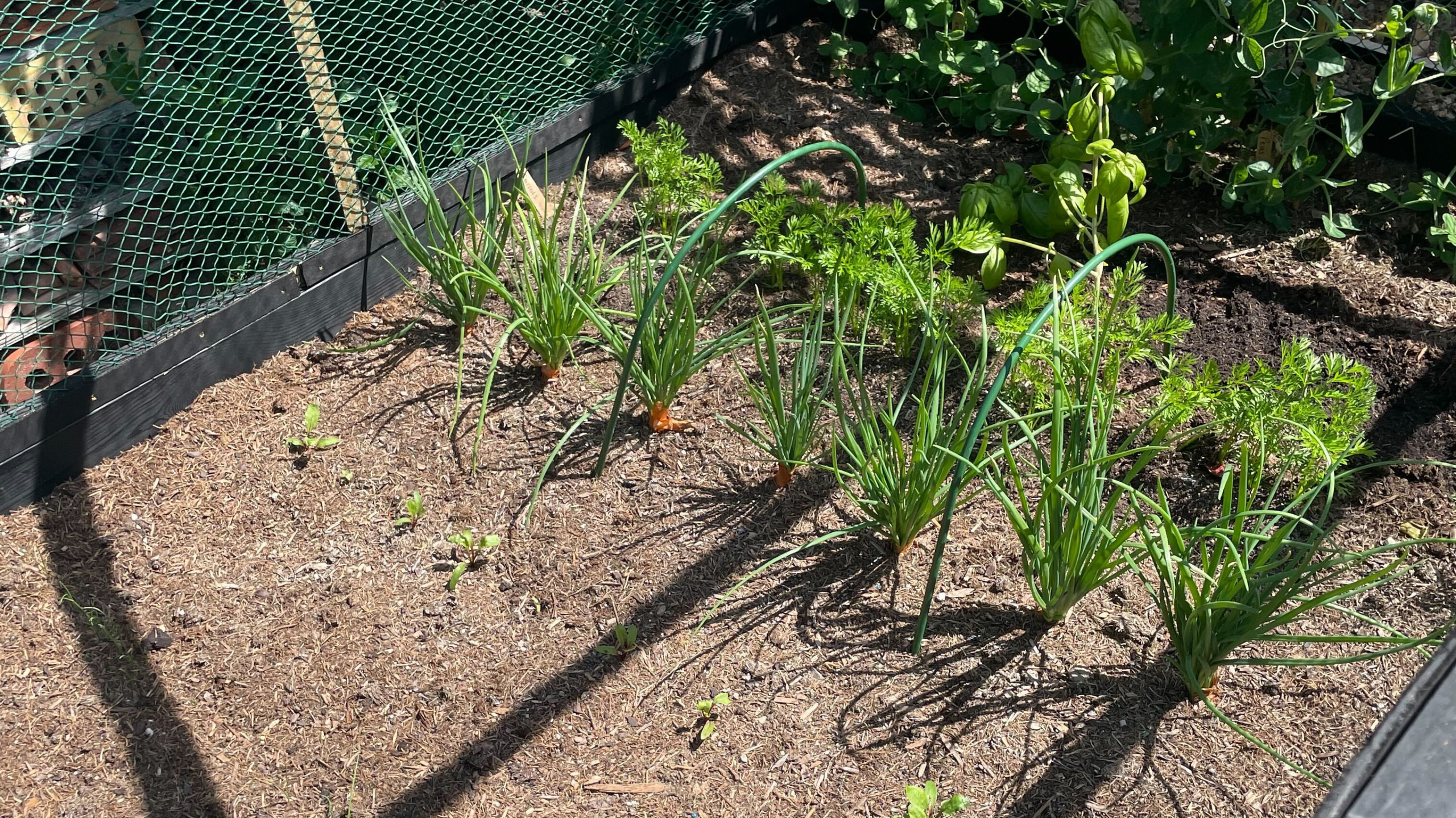 7 vegetables you can sow in summer