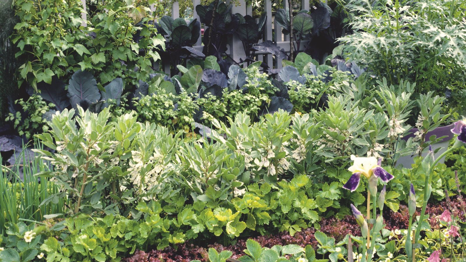 Vegetables to plant in August and pick in winter and spring