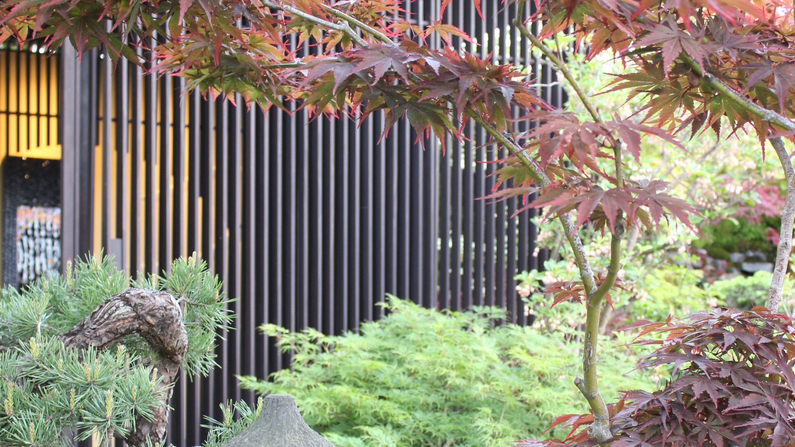 Best plants for a Japanese garden โ 5 key trees and flowers