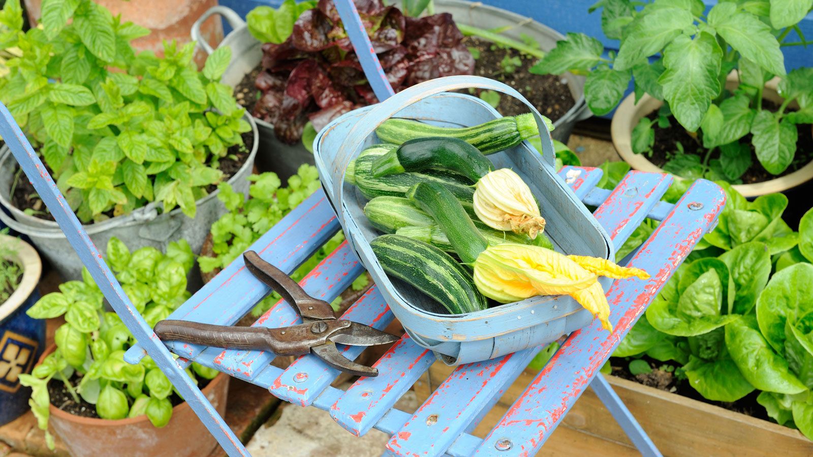 The best vegetable varieties to get the biggest yields