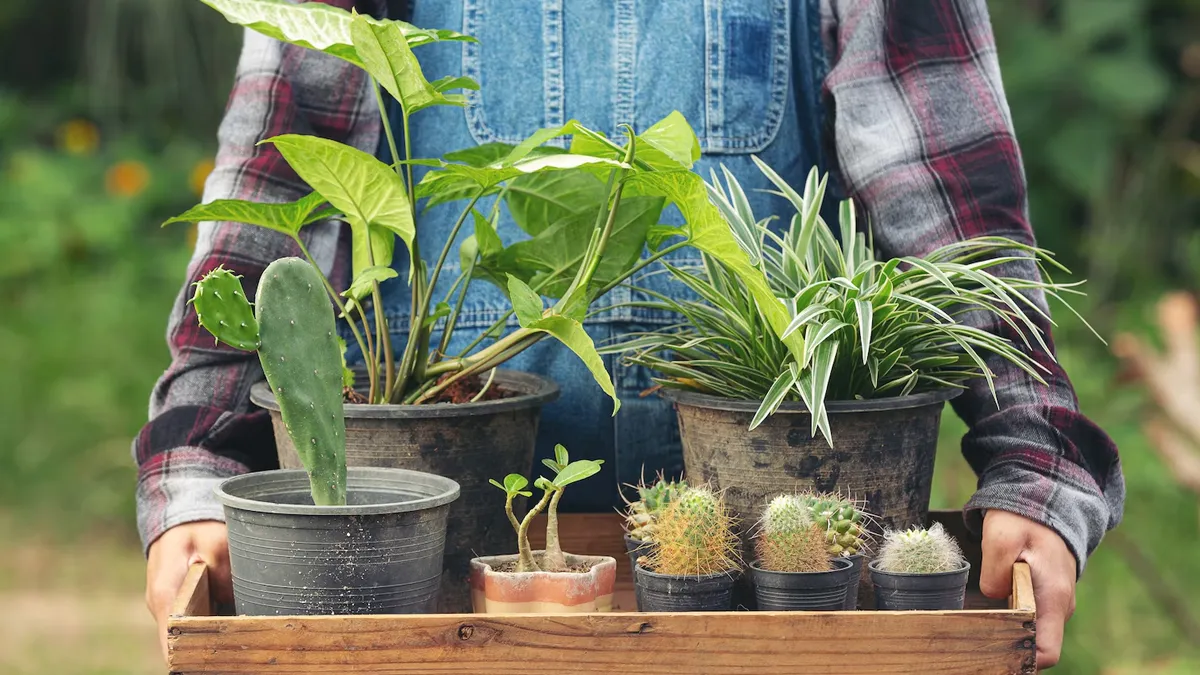 7 Beginner-Friendly Plants To Kickstart Your Gardening Journey