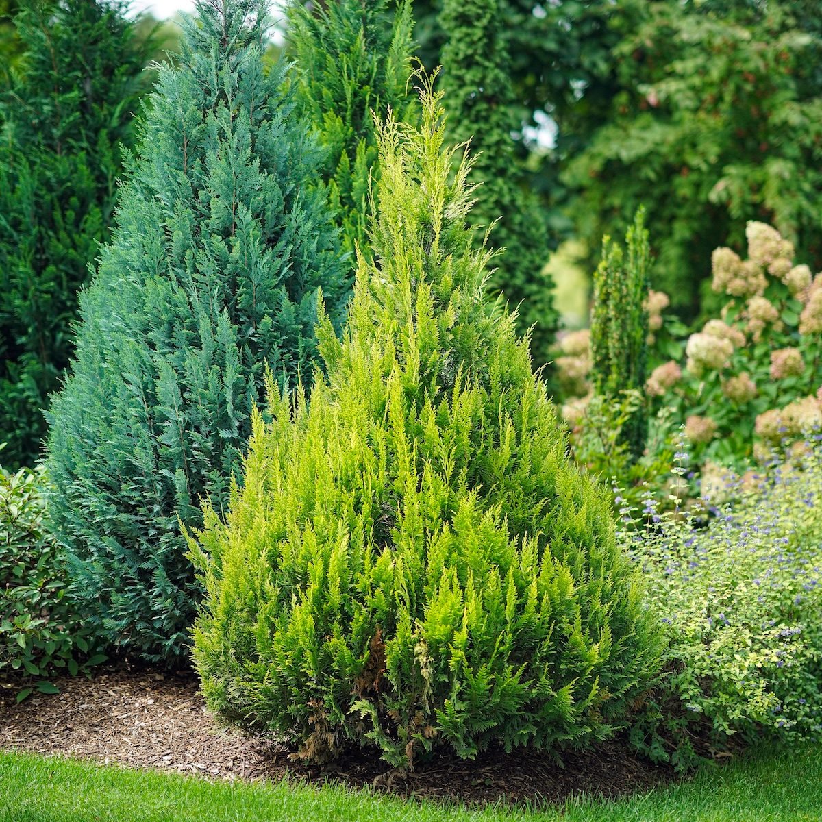 The Best Small Trees for Home Landscaping