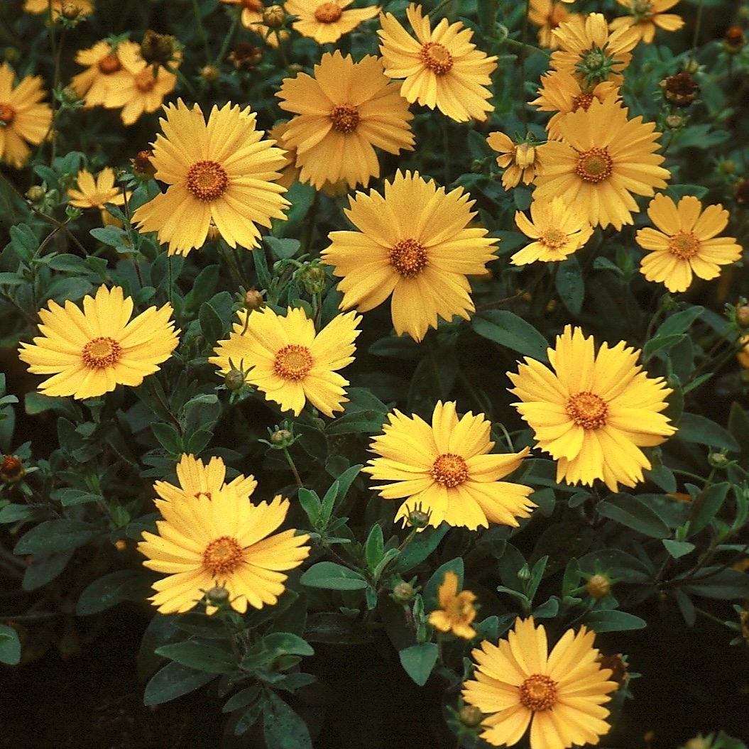 6 Gardening Tips and Tricks for Beginners