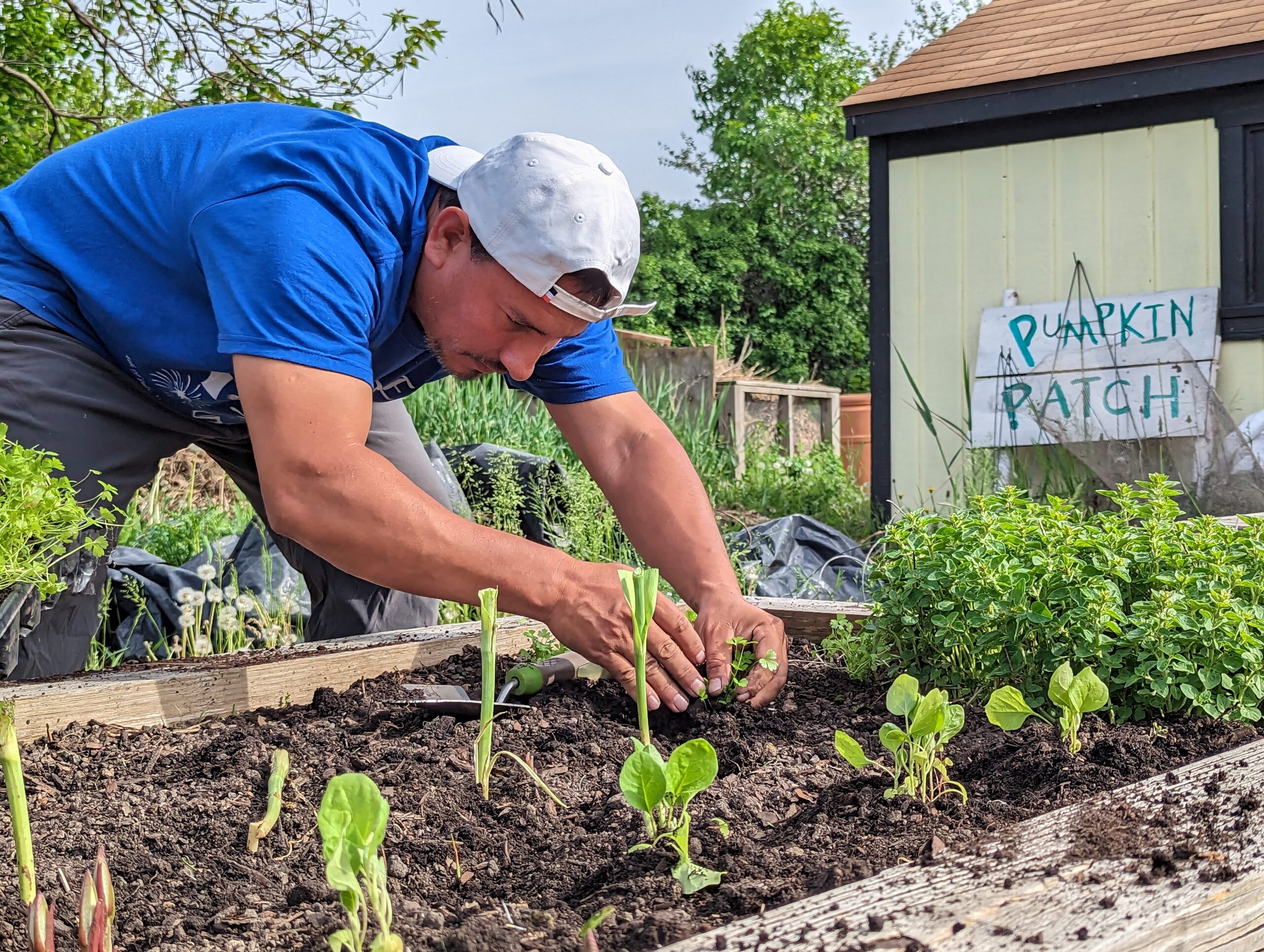 The Beginner’s Guide To Vegetable Gardening In Chicago