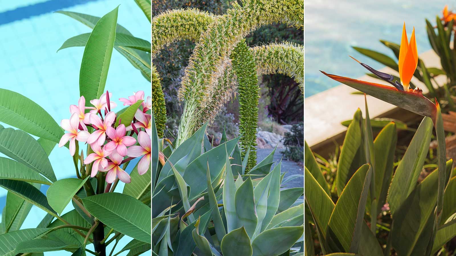 Best plants for around a pool: 10 perfect options