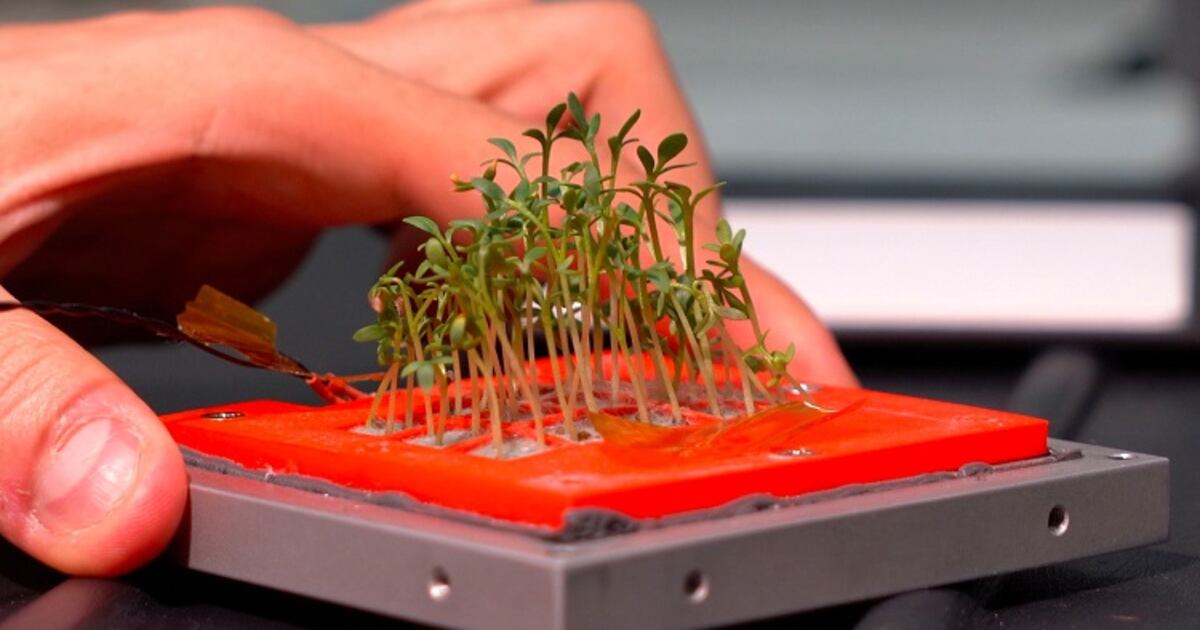 Hydroponic micro vegetable garden launches into outer space