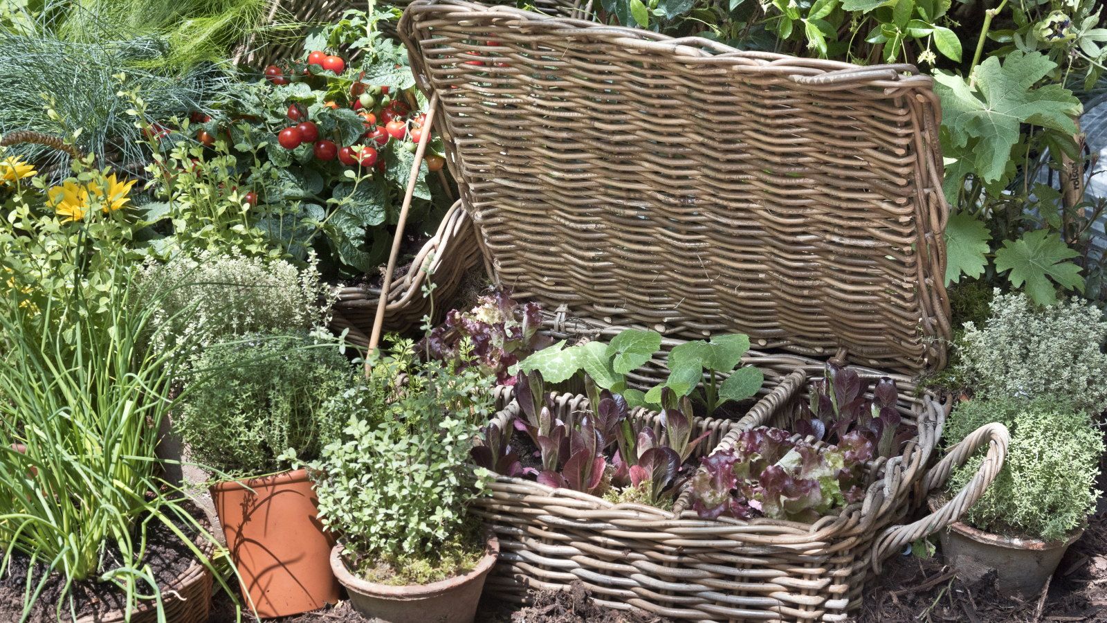 5 vegetable seeds you only need to buy once, then collect