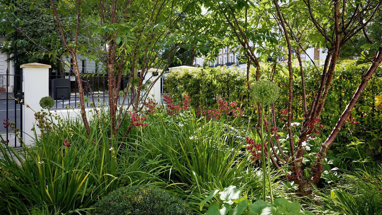 A small west London garden with a clever planting palette