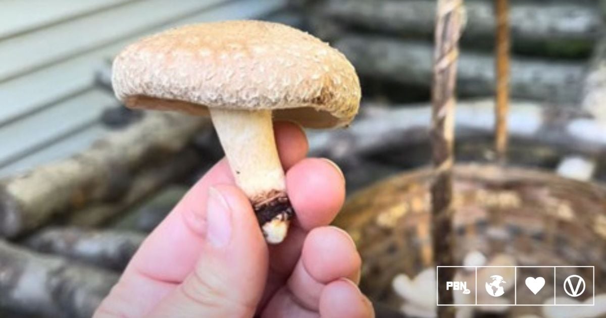 How To Grow Your Own Shiitake Mushrooms