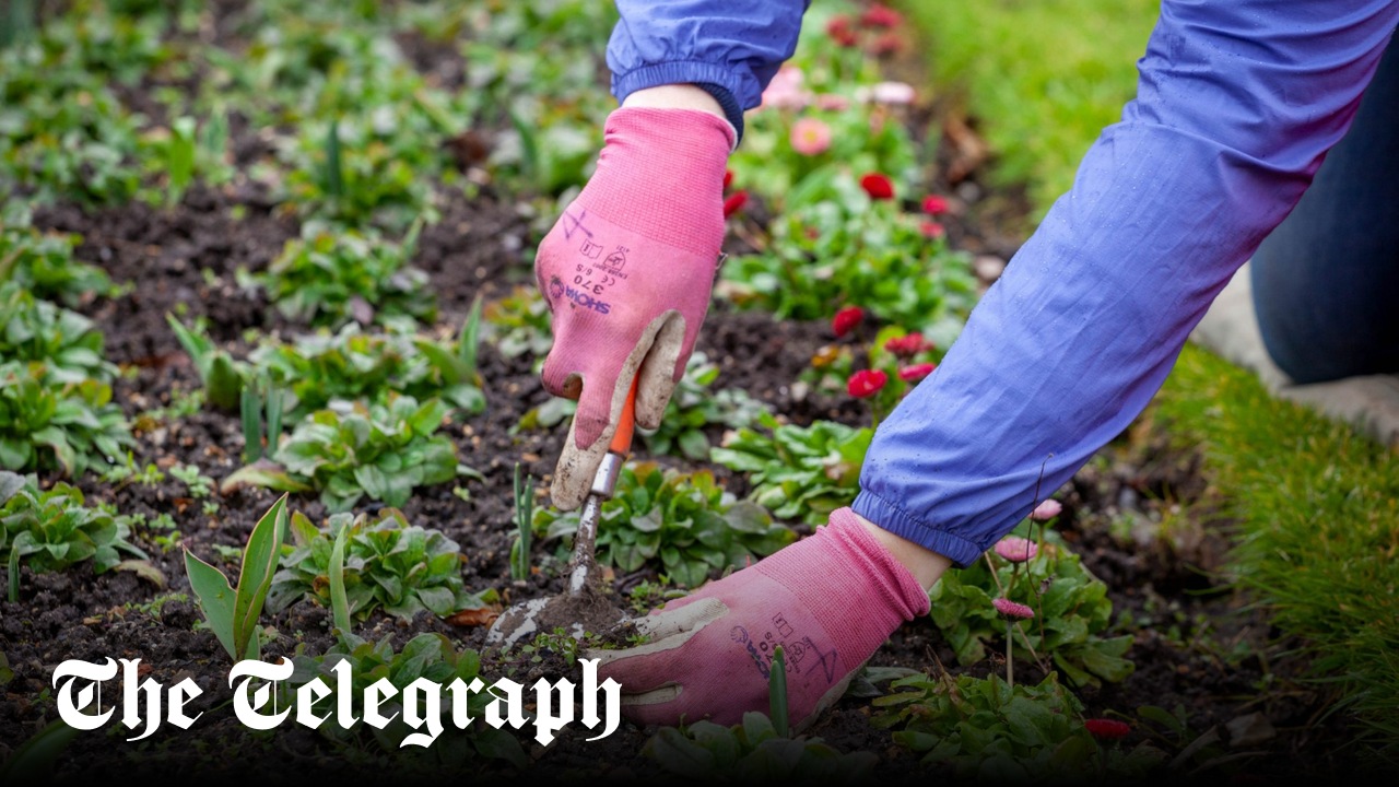A beginners’ guide to weeds – know your enemy, by gardening expert Helen Yemm