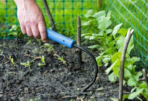 Brian Briganttiโaka @RedleafRanchโShares His Top 5 Tips for Beginner Gardeners