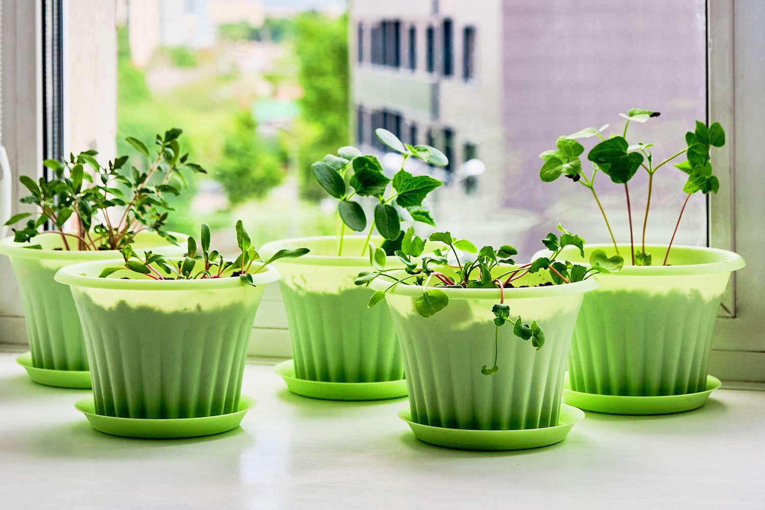 How to Grow Herbs and Vegetables Indoors