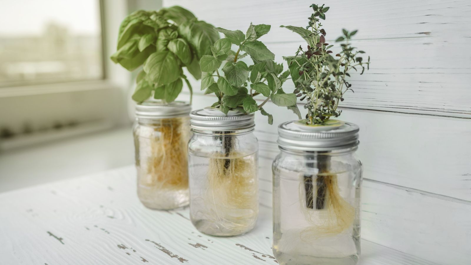 Hydroponic gardening mistakes: 5 errors to avoid