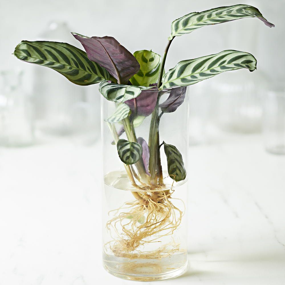 The best Hydroponics to embrace the new houseplant trend for autumn