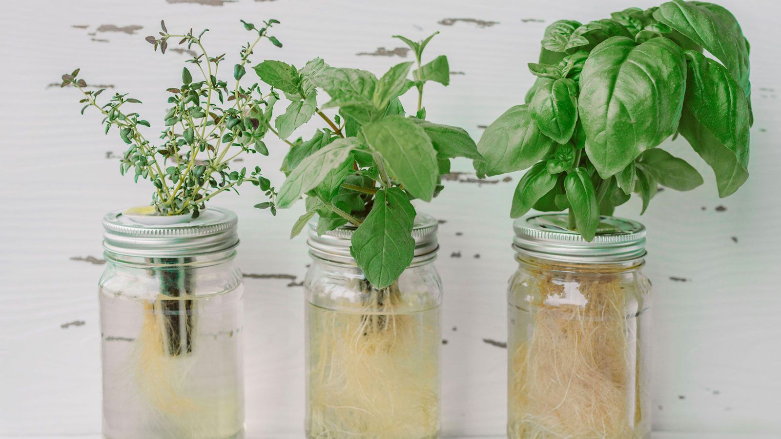 How to grow plants in water all year round: top tips