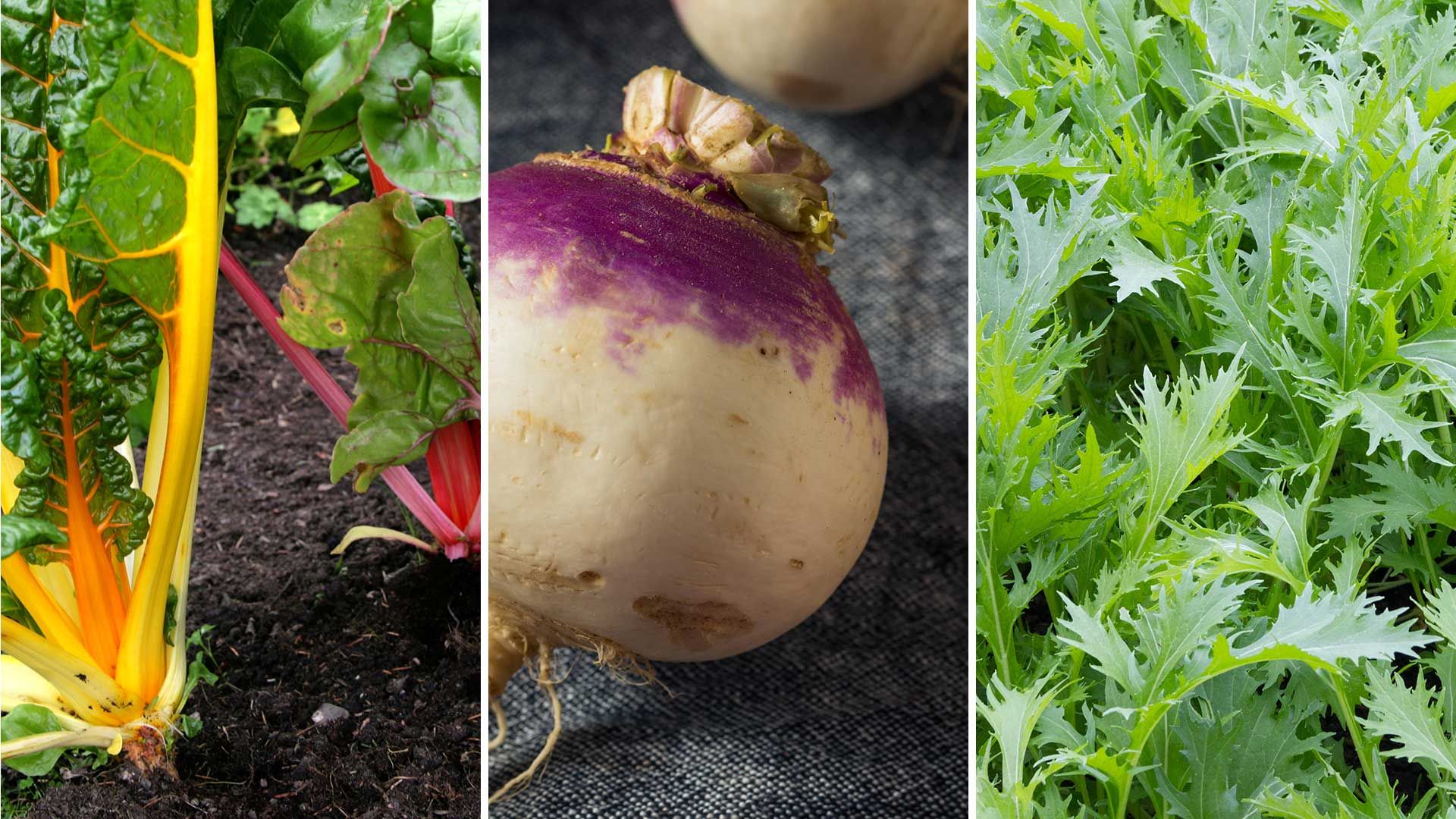 Vegetables to plant in September: 8 top choices to sow now