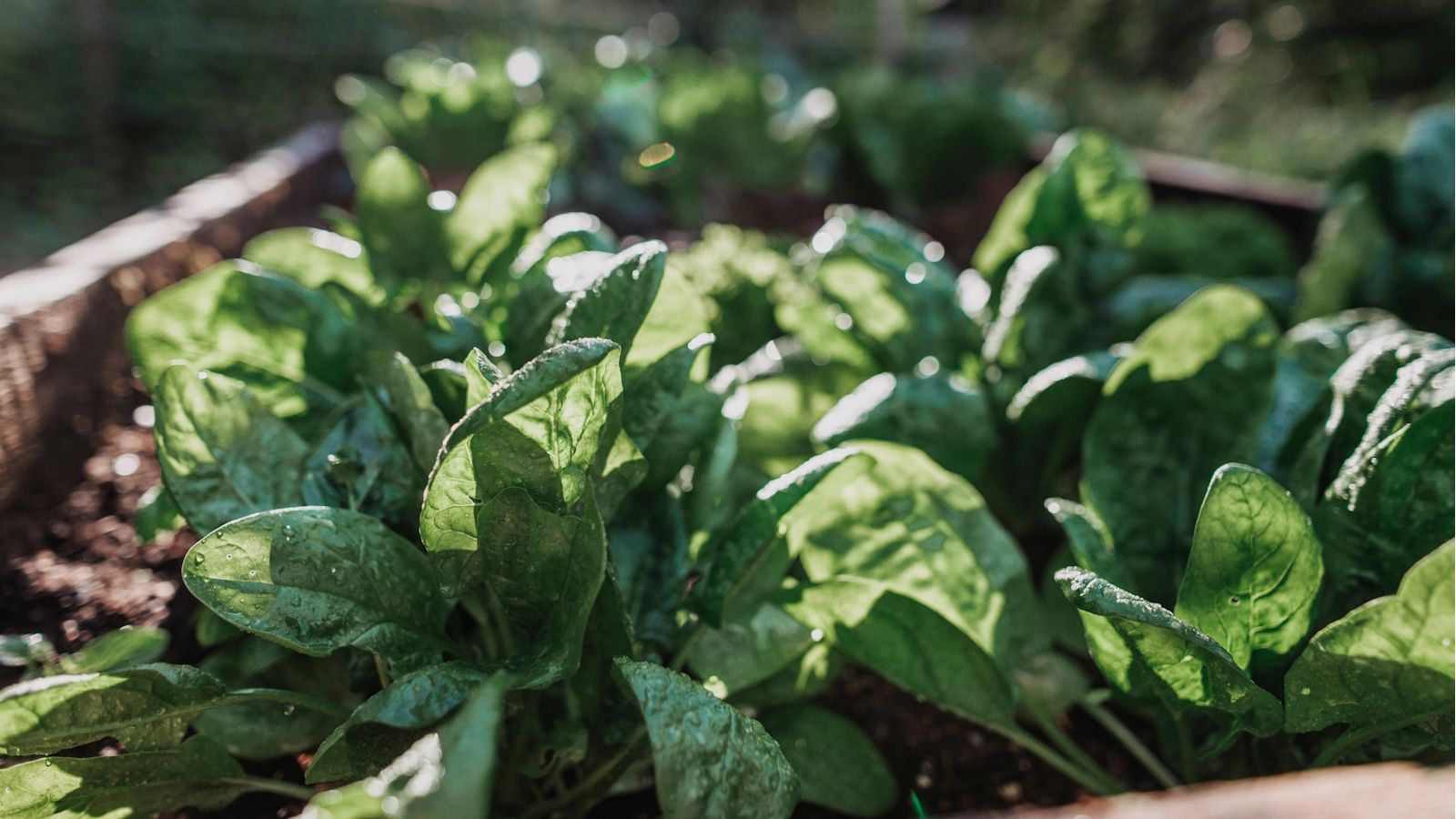 Why is my spinach bolting? We reveal the likely culprit