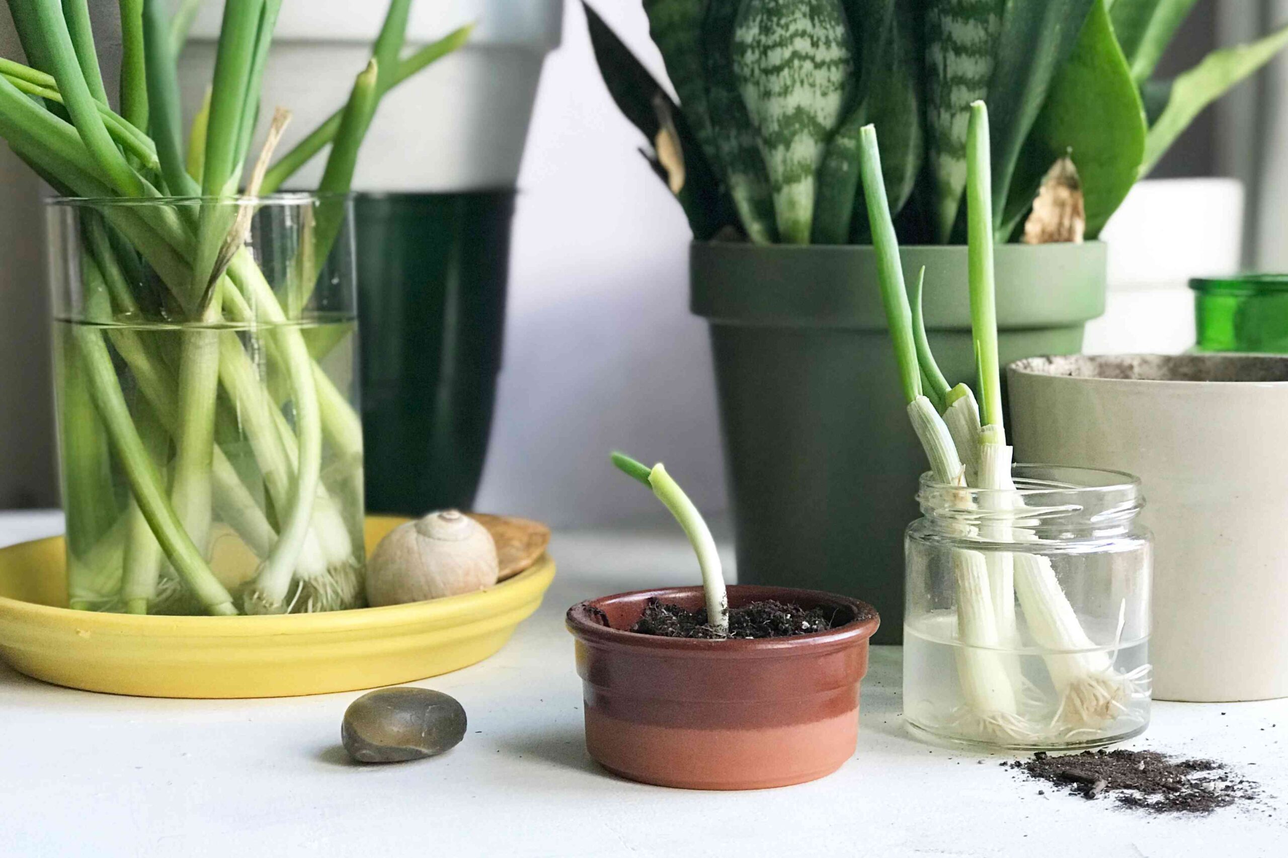 Apartment Gardening for Beginners
