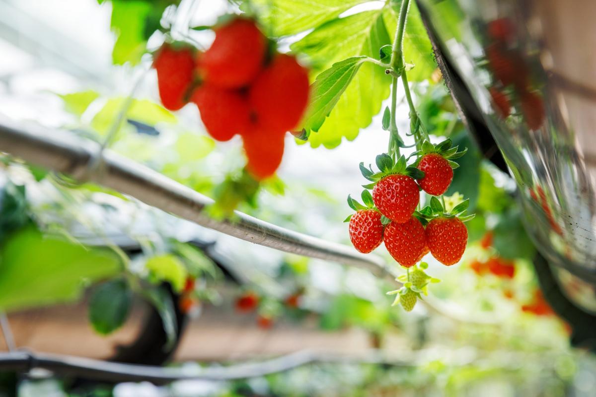 How Indoor Hydroponic Gardens Are Changing School Lunches