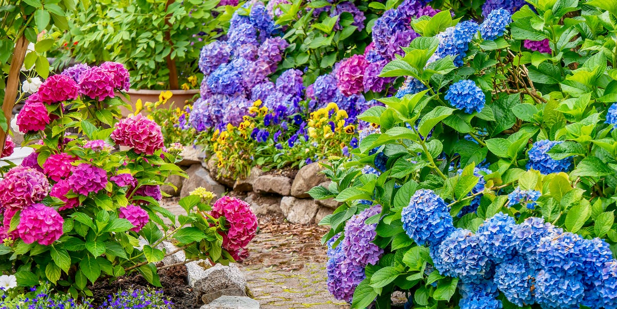 26 Flowering Shrubs for Full Sun That Add Beautiful Color to Your Yard