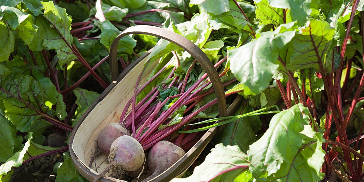 7 Vegetables To Plant In July For Delicious Winter Harvests