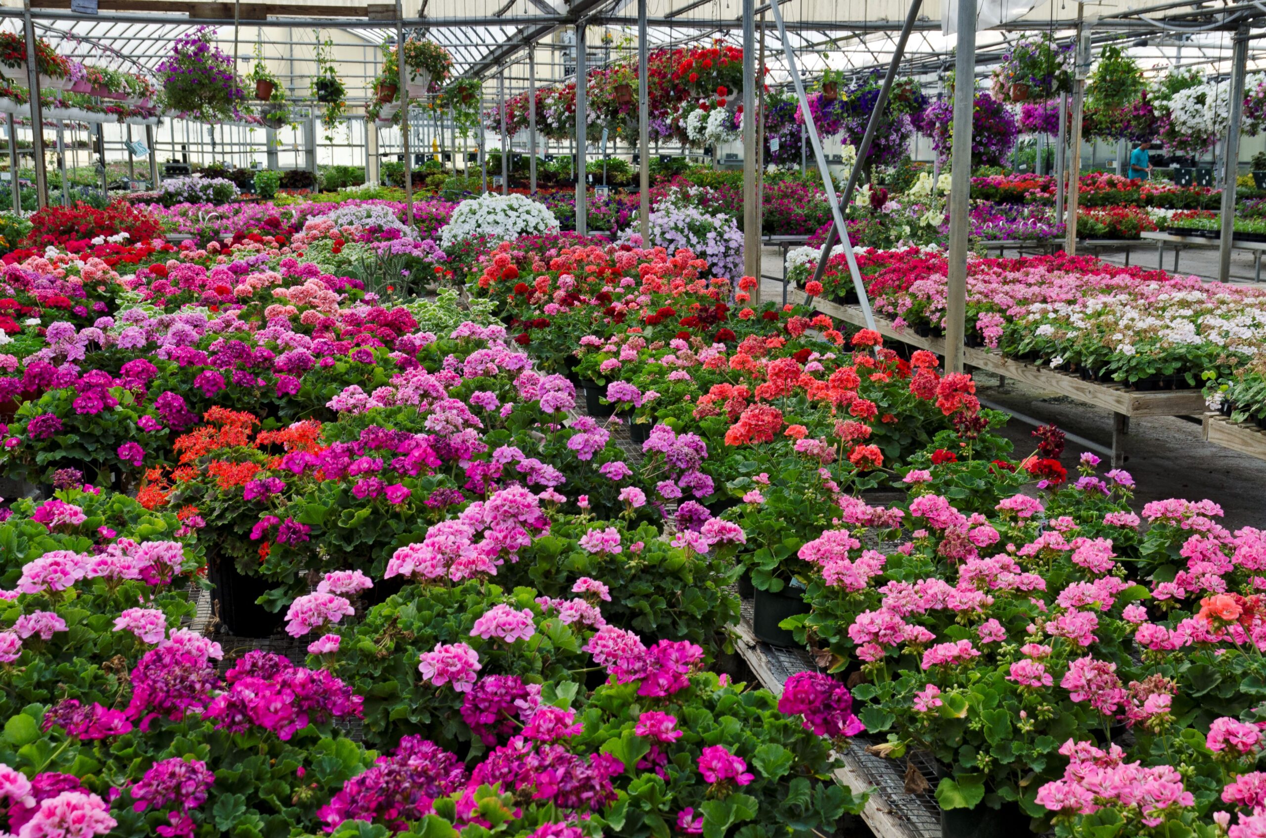 Should You Buy Bigger or Smaller Plants for Your Flower Beds and Containers?