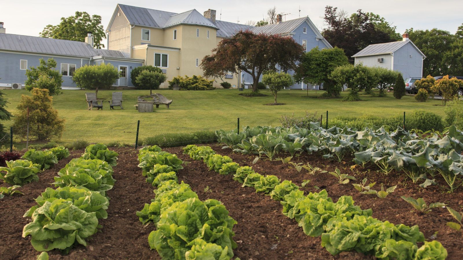 A guide to 7 vegetables to plant in September at home