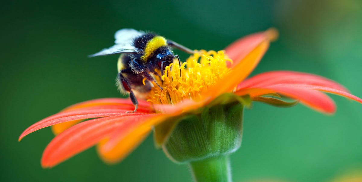 10 Bee-Friendly Flowers That’ll Make Your Garden a “Pollinator Paradise”