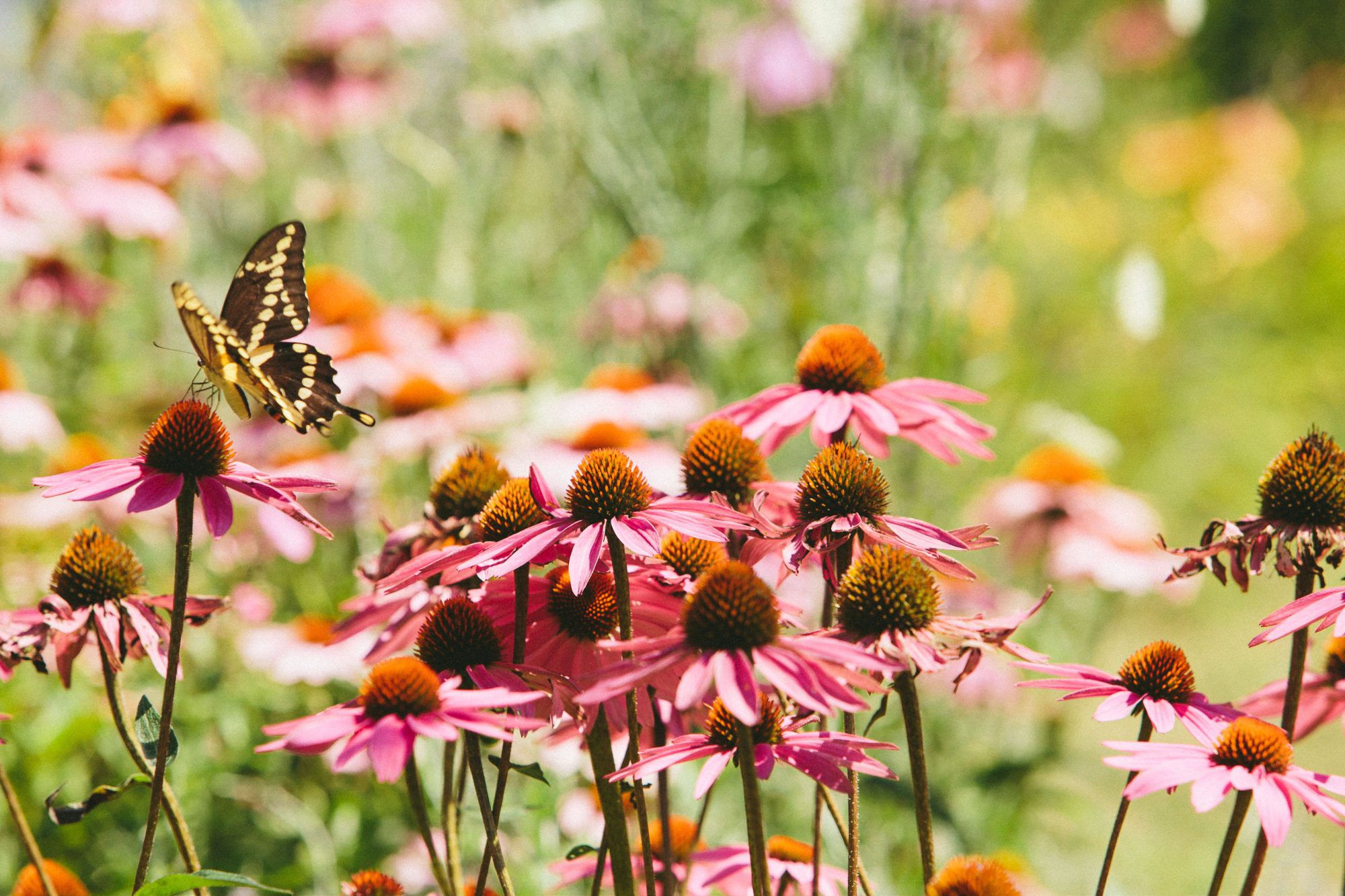 23 Beautiful Garden Plans for Attracting Birds and Butterflies