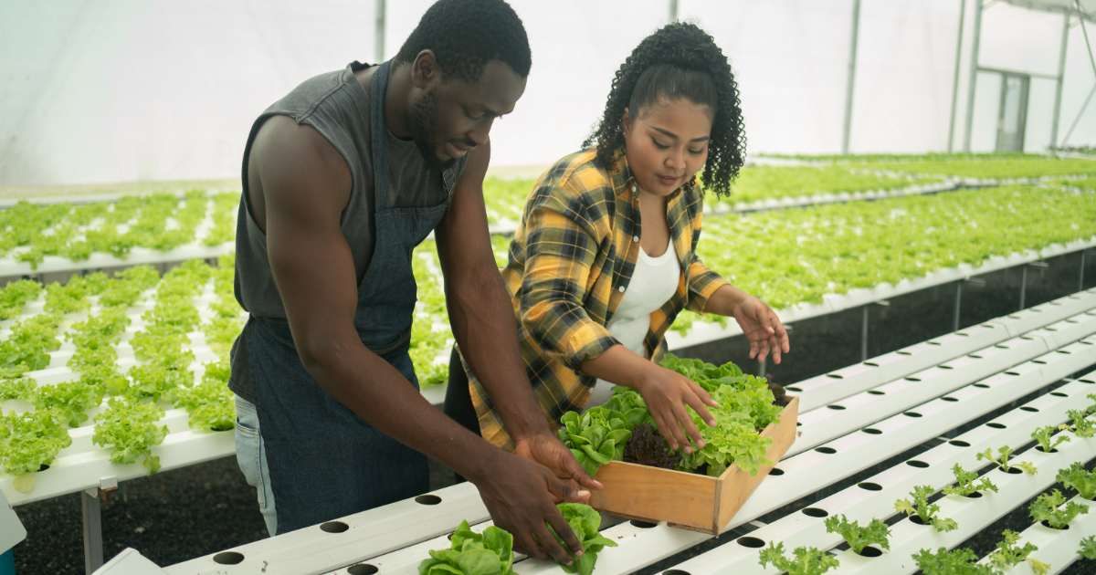 What Is Hydroponic Gardening? You Can Now Get a Rich Harvest of Veggies and Herbs Without Soil