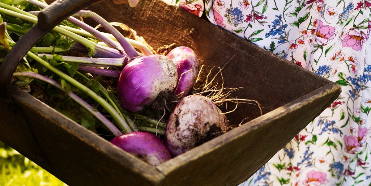 5 Easy Vegetables To Plant In September