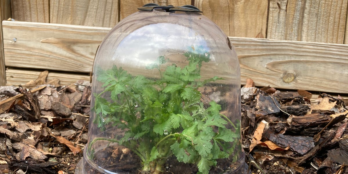 Old-School French Garden Tool Is a Green Thumb’s Secret Weapon