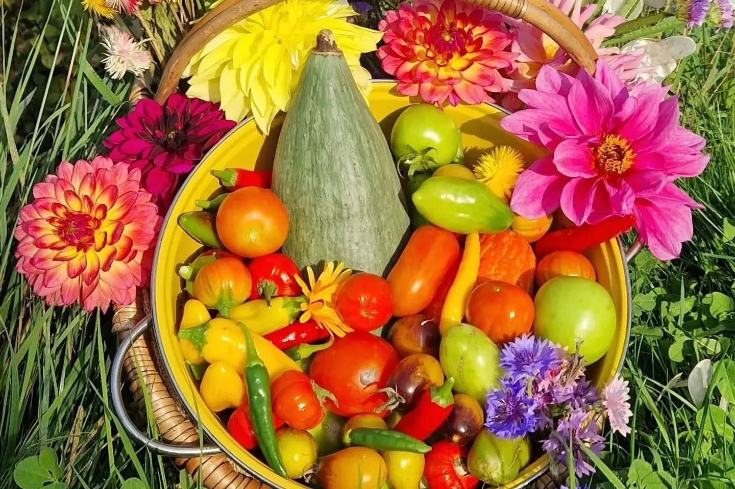 Grow your own tomatoes in just weeks …and other seeds to sow NOW