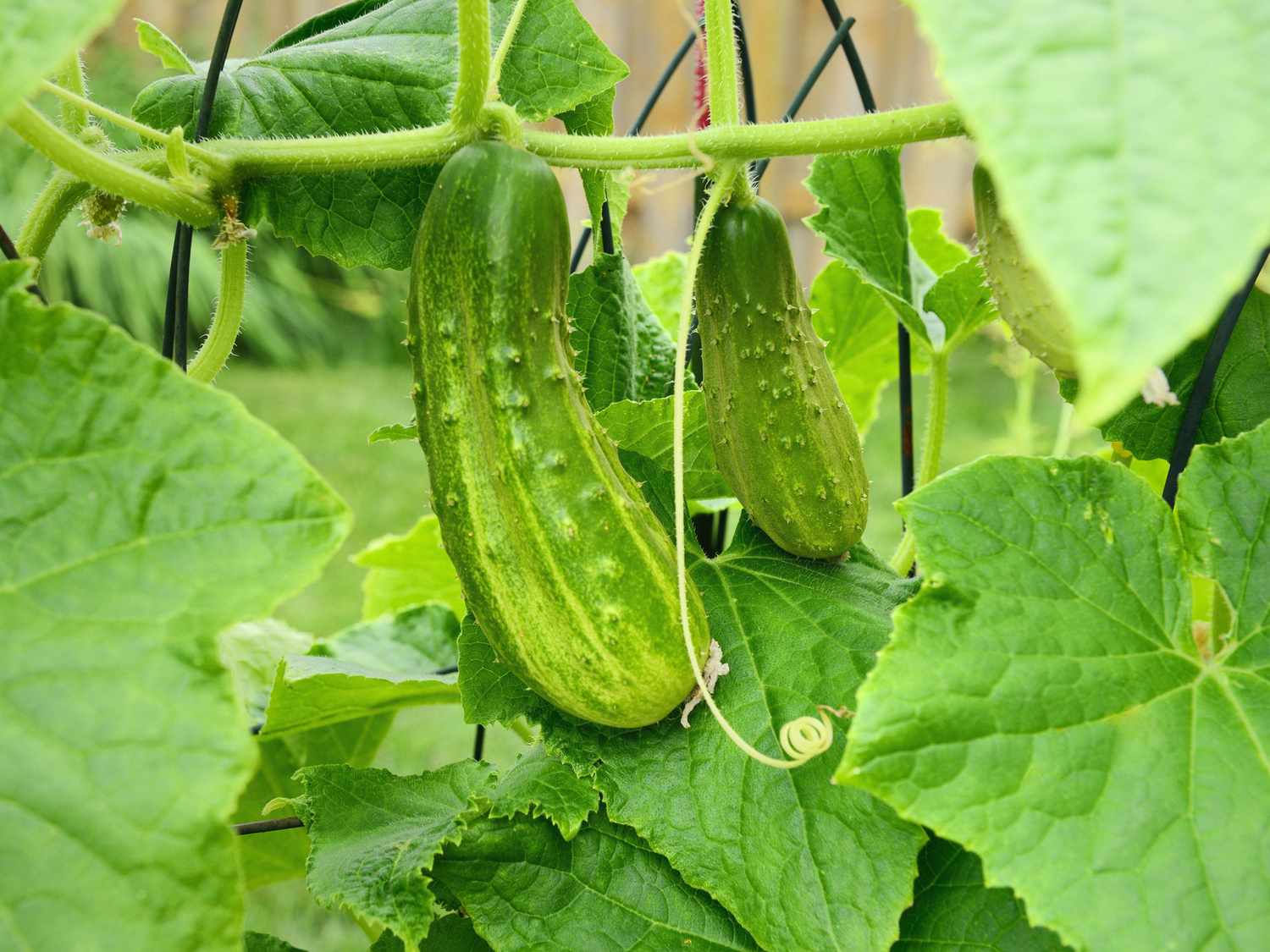 17 Cucumber Trellis Ideas to Maximize Growing Space