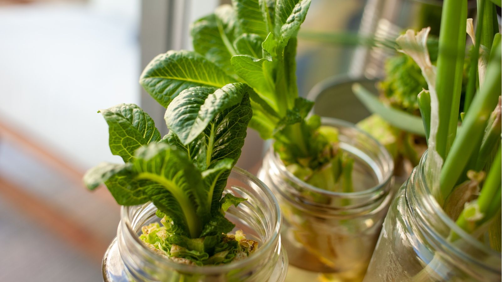 DIY hydroponic garden ideas: 5 easy and affordable set-ups