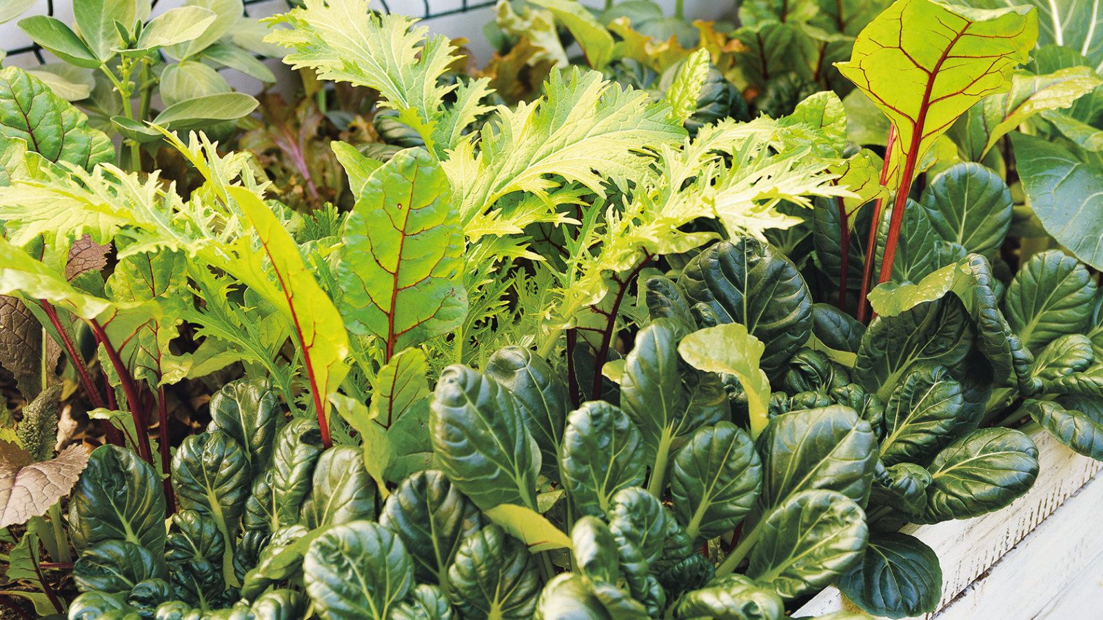 7 vegetables to plant in November, plus the best varieties