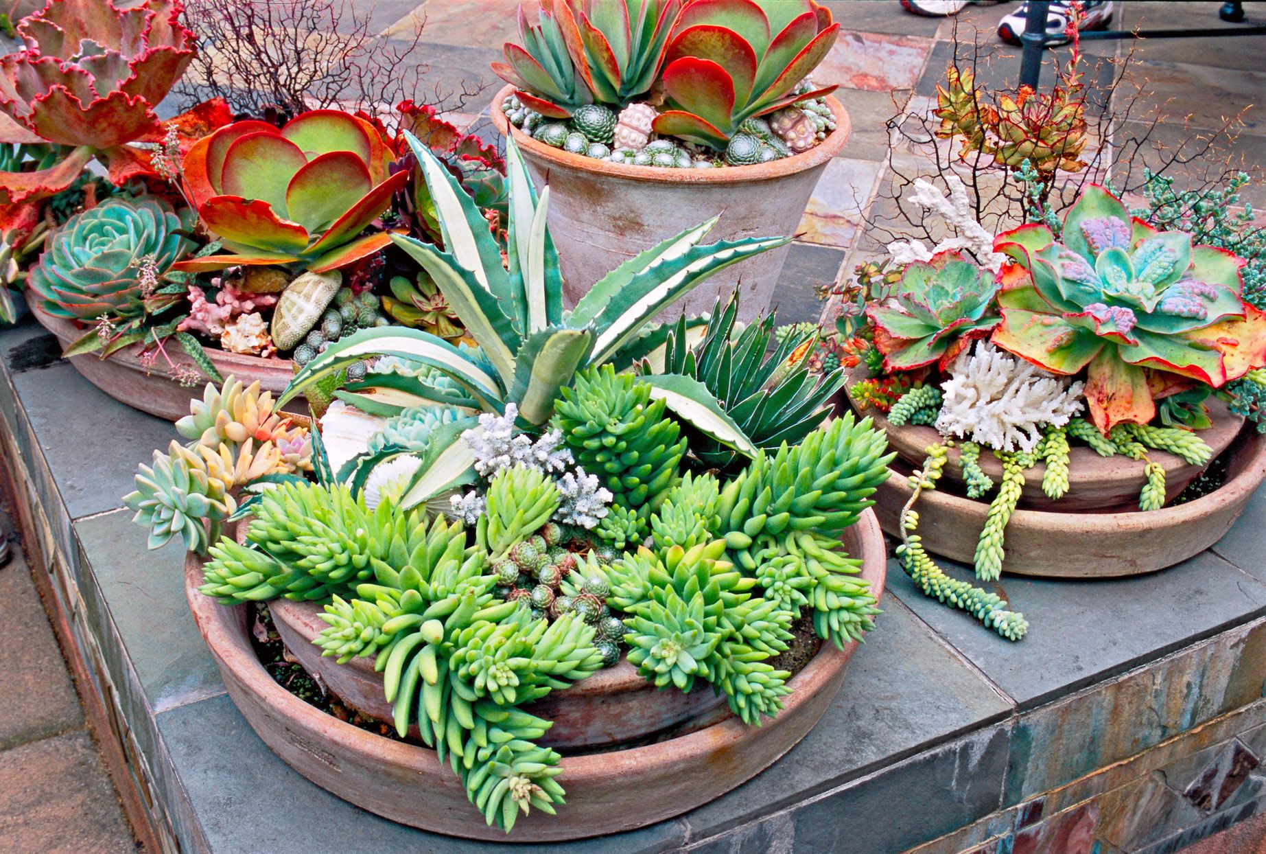 25 Outdoor Succulent Container Ideas that Resist Heat and Drought