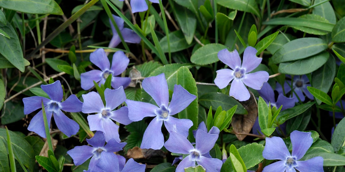 25 Best Shade Plants to Transform Your Garden in 2025