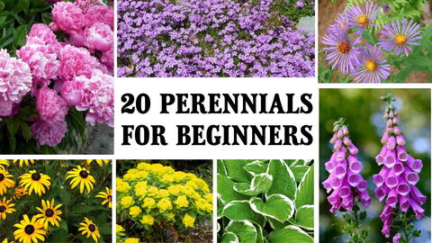 20 Easy-to-Grow Perennial Flowers for Beginners