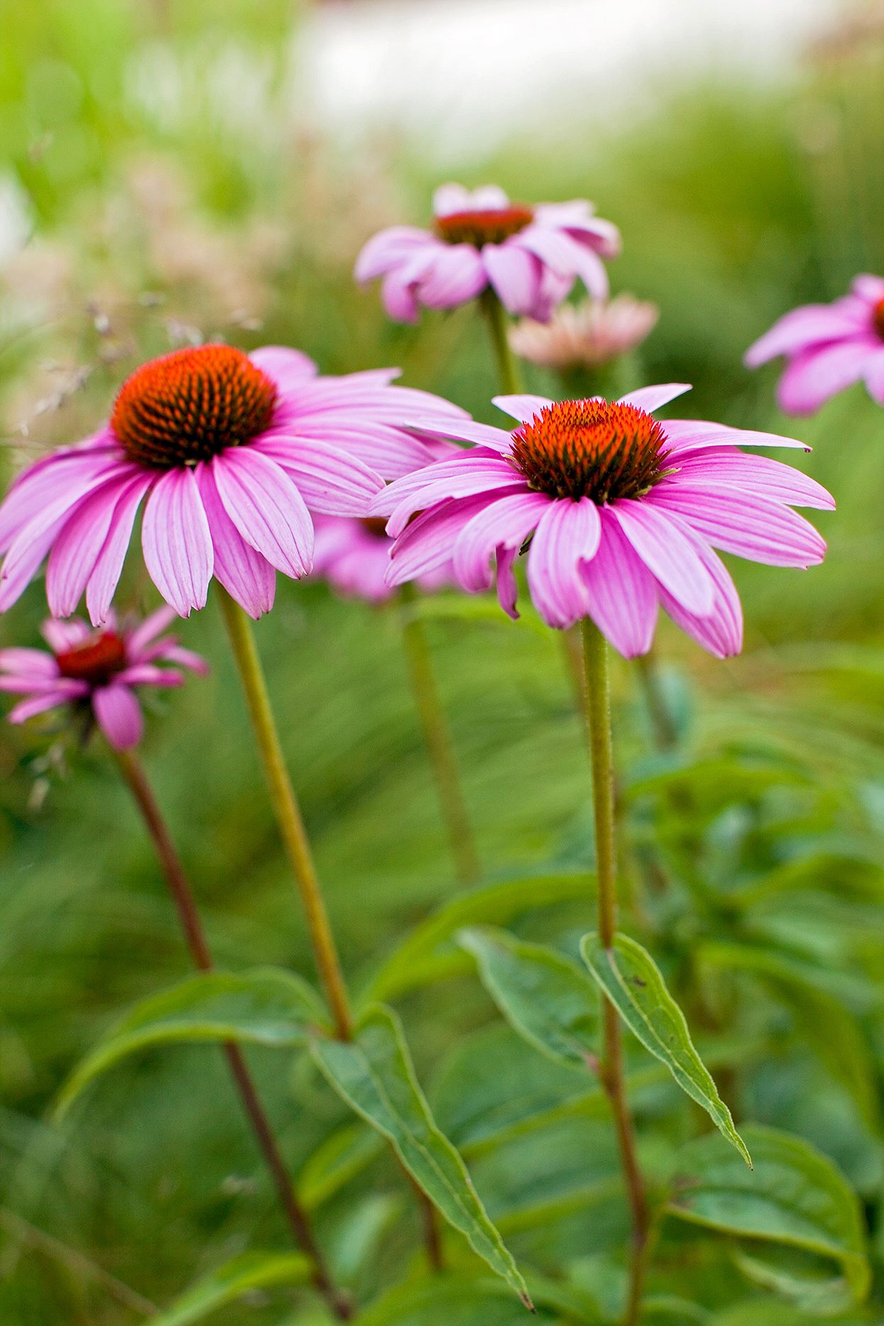 27 Low-Maintenance Perennial Flowers Perfect for Beginners