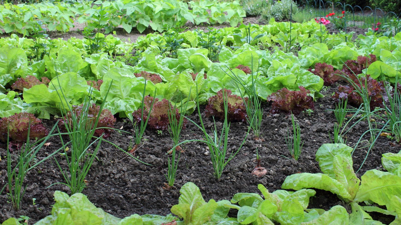 7 self-seeding vegetables to plant for free crops
