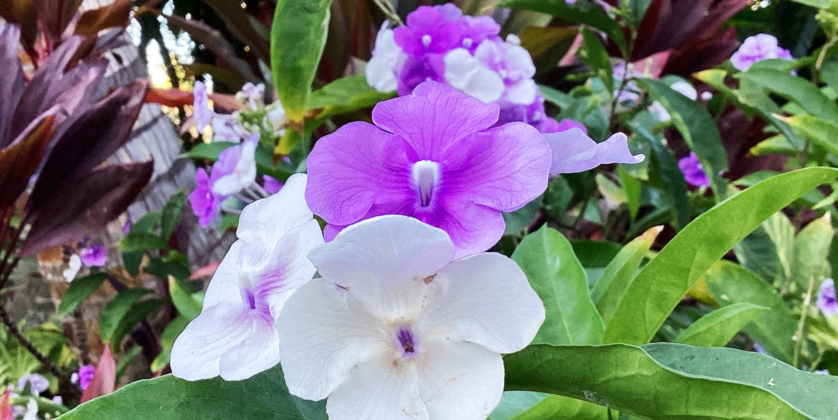 Maui’s Fairmont Kea Lani Resort