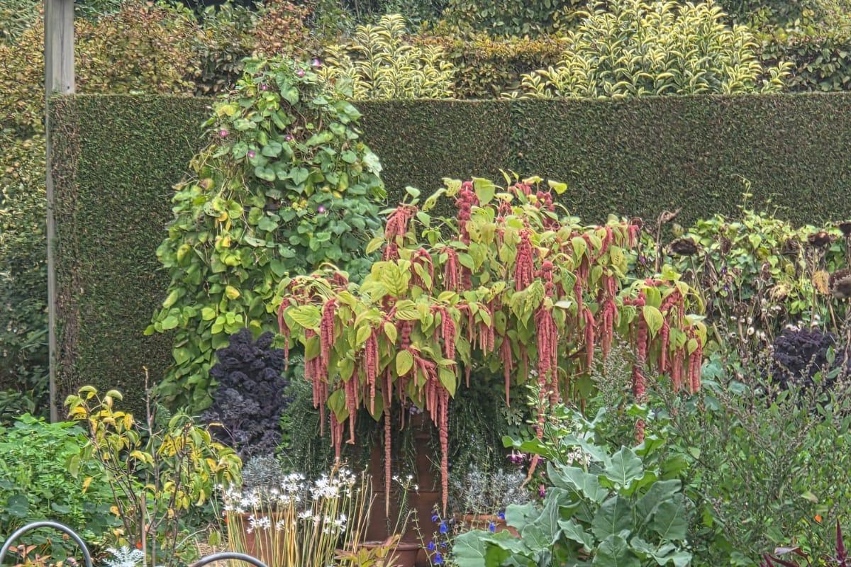 A new approach to growing your own vegetables