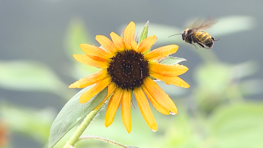 New business is Blooming in Garden City